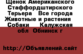 Щенок Американского Стаффордштирского Терьера - Все города Животные и растения » Собаки   . Калужская обл.,Обнинск г.